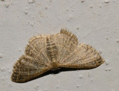Idaea costiguttata