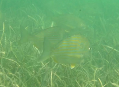 Archosargus rhomboidalis