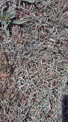 Convolvulus holosericeus