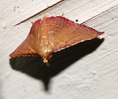 Endotricha olivacealis