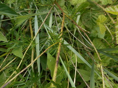 Thalictrum flavum