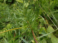 Thalictrum flavum