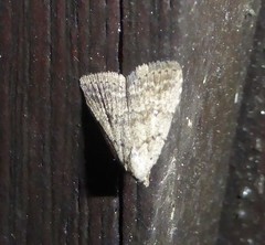 Tolpiodes oligolasia