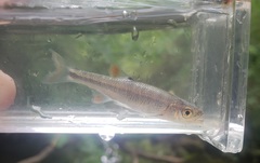 Lythrurus fasciolaris