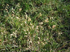 Bouteloua dactyloides