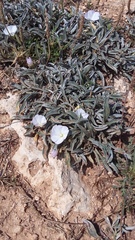 Convolvulus lineatus