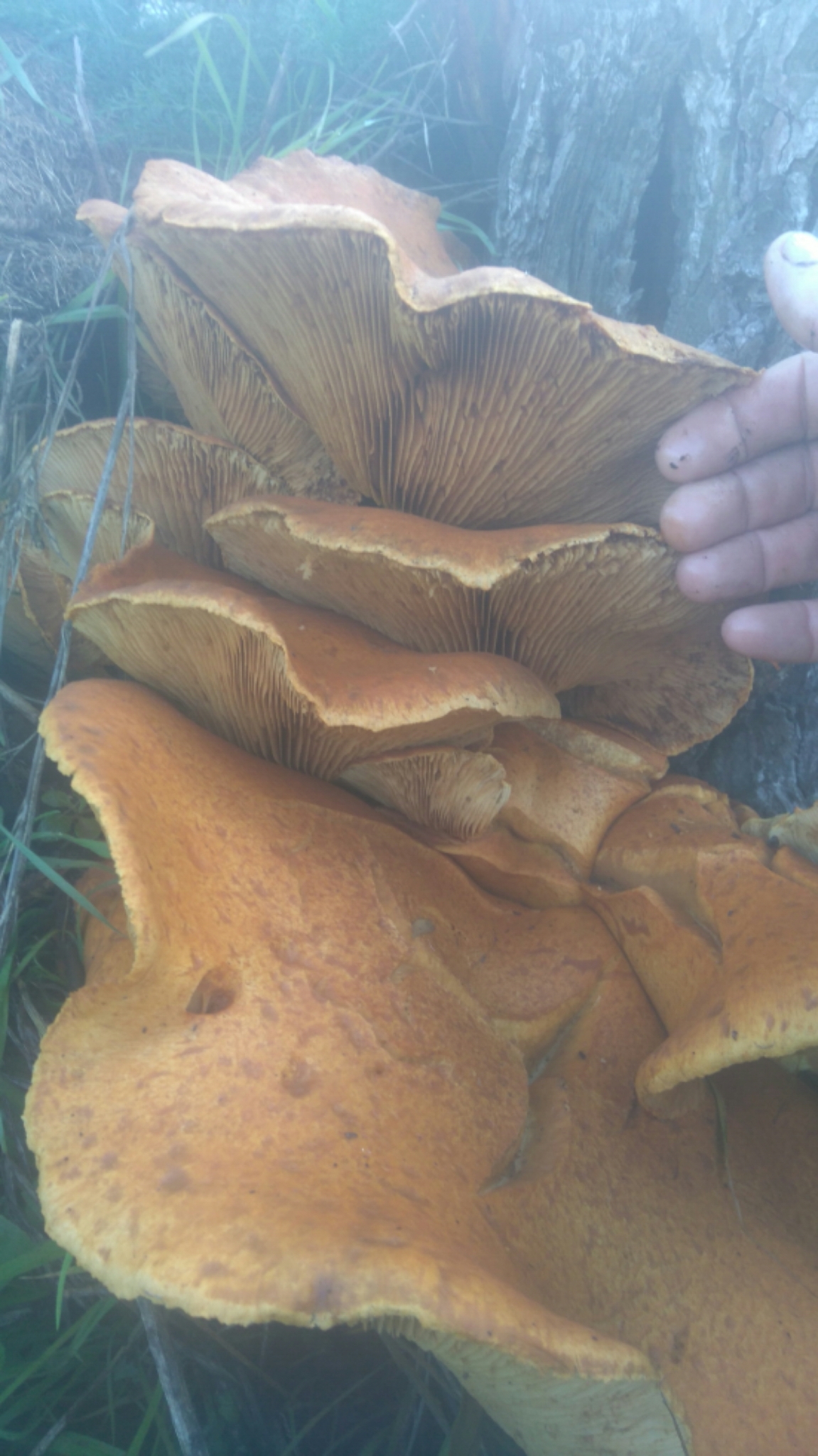 Gymnopilus junonius image
