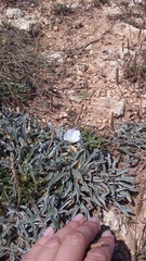 Convolvulus lineatus