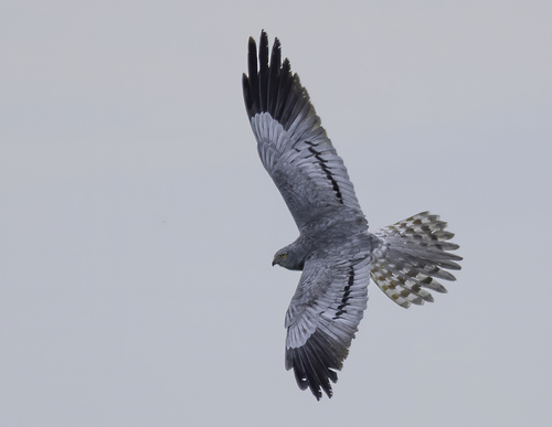 Montagu's Harrier