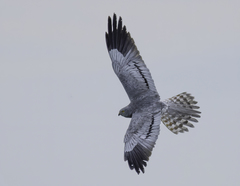 Montagu's Harrier photo 5