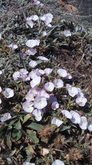 Convolvulus lineatus