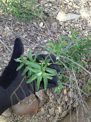 Baccharis plummerae plummerae