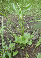 Sagittaria platyphylla