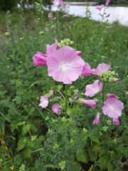 Malva alcea