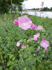 Malva alcea