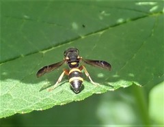 Winterschmidtiidae