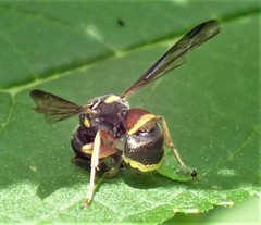 Winterschmidtiidae