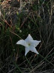 Mandevilla hypoleuca