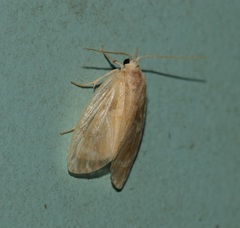 Schistophleps bipuncta