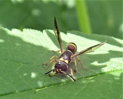 Winterschmidtiidae