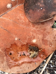 Neoscapteriscus abbreviatus