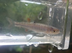 Lythrurus fasciolaris