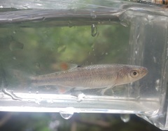 Lythrurus fasciolaris