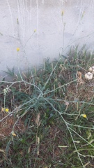 Tragopogon dasyrhynchus