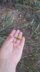 Tragopogon dasyrhynchus