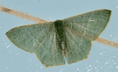 Thalassodes immissaria