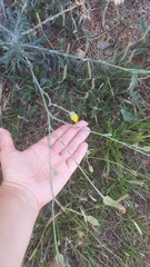 Tragopogon dasyrhynchus