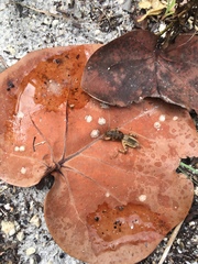 Neoscapteriscus abbreviatus