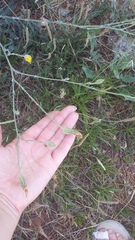 Tragopogon dasyrhynchus