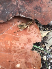 Neoscapteriscus abbreviatus