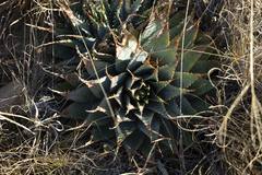 Aloe pratensis