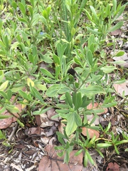 Borrichia frutescens image