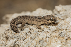 Pachydactylus maculatus