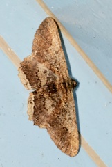 Ruttellerona pseudocessaria