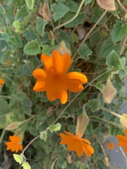 Thunbergia gregorii