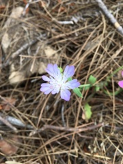 Trifolium resupinatum