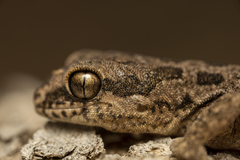Pachydactylus maculatus