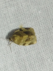 Choristoneura hebenstreitella