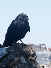 Corvus corone