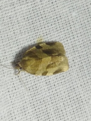 Choristoneura hebenstreitella