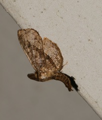Thyrididae