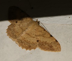 Luxiaria emphatica