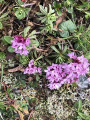 Daphne striata
