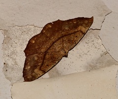 Chorodna ochreimacula