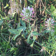 Trifolium vesiculosum