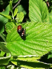 Phyllopertha horticola